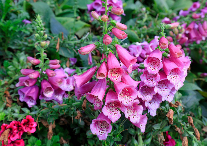 Rehmannia: Longevity Herb Supports Healthy Bones, Joints, Heart and Immune System